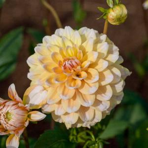 Dahlia Décoratif Seattle (x1)